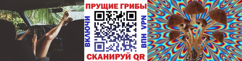 продажа наркотиков Прохладный Псилоцибиновые грибы Psilocybe